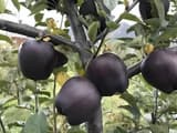 Чёрные яблоки Black Diamond: загадочный фрукт Тибета, который выглядит как реквизит из фэнтези