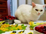 Какие человеческие продукты опасны для кошек и почему питомцы хотят их съесть