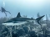 Почему кожа акулы почти не создает сопротивления воде