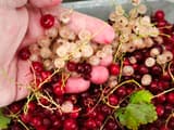 Как летом обрезать смородину и крыжовник: секреты щедрого урожая
