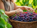 Почему виноград на даче растёт пышно, но почти не созревает