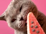 Почему кошки не чувствуют сахар: поломка одного гена