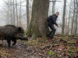 Можно ли убежать от кабана в лесу: спасёт ли человека дерево