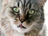 Почему кошка замирает с высунутым языком во время умывания