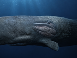 Сто атмосфер и один вдох — как кашалот ныряет глубже километра