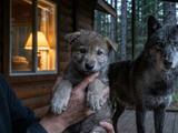 Почему волк не станет домашним, даже если взять его щенком