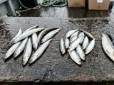 Мойва, килька и салака: чем на самом деле отличаются три похожие рыбы и какую выбрать для жарки, посола и копчения