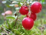 Брусника консервирует себя сама, но может накапливать радиацию — как выбрать безопасную ягоду