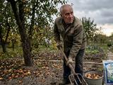 Сентябрь в саду: что нельзя откладывать, чтобы не потерять урожай следующего года