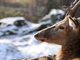 Почему глаза северных оленей зимой меняют цвет с золотого на тёмно-синий: физика тапетума