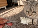 Можно ли кошкам давать сметану и почему порция в 50 граммов совсем не маленькая