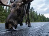 Почему лось выходит на дорогу и лижет её, хотя вокруг полно еды