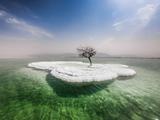 Почему дерево росло прямо из соли посреди Мертвого моря — и росло ли вообще