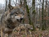 6 фактов о волках, которые расходятся с популярными представлениями