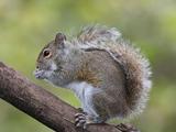 Серая белка против рыжей: как завезённый конкурент меняет европейские леса без прямой охоты на соперника