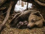 Почему медведица рожает зимой, когда сама месяцами ничего не ест