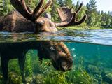 Почему лось лезет за едой под воду, хотя летом в лесу полно зелени
