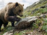 Почему огромный медведь поднимается высоко в горы ради 40 тысяч маленьких бабочек