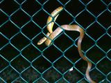 Одна случайно завезённая змея почти лишила Гуам лесных птиц — а затем начала отключать острову электричество
