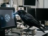 Люди и обезьяны проиграли воронам: почему эти птицы принимают решения в 2 раза быстрее нас