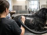 Профессиональный груминг собак: какое оборудование отличает салон от домашней стрижки