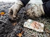 Подзимний посев: какие культуры сеять, когда земля уже схватилась морозом
