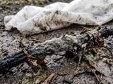 Когда на самом деле осенью укрывать розы и виноград, чтобы они не выпрели