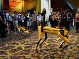 Робот-собака SpotMini компании Boston Dynamics поиграл с настоящей овчаркой и упал на презентации