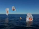 «Дракон приземлился». Спасательный Crew Dragon в океане встретили дельфины