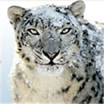 Презентация Mac OS X 10.6 Snow Leopard