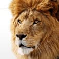 Mac OS X Lion: