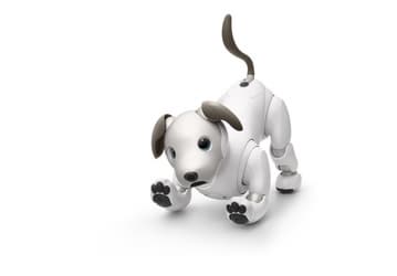 Новый робот-собака Sony Aibo выходит за пределы Японии