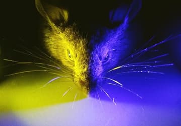 Ученые ошибались. Синий спектр света оказался полезным