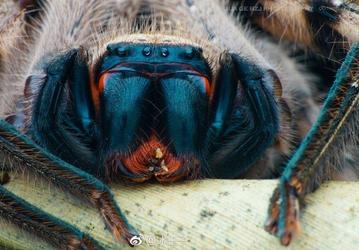 Опубликованы примеры снимков, сделанных объективом Laowa 100mm f/2.8 2X Ultra Macro APO