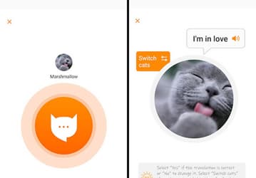 MeowTalk — переводчик с «кошачьего языка» на человеческий. Приложение использует машинное обучение