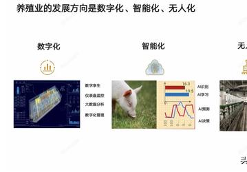 С 5G и роботами. Huawei анонсировала суперсовременную интеллектуальную платформу для выращивания свиней