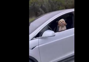 Tesla Model 3 с собакой на дороге общего пользования взволновала общественность