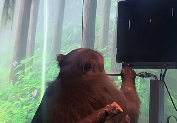 Илон Маск показал миру обезьяну с нейрочипом, которая играет в Pong силой мысли