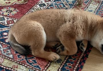 После сообщения Илона Маска криптовалюта Shiba Floki взлетела почти на 1000%, другие монеты тоже подорожали