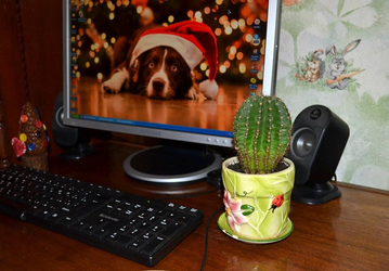 Защитные кактусы, «Да» и «Нет» не говорить: самые популярные цифровые суеверия в России