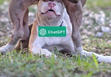 «Кринжовый юмор поколения бумеров», — создатель ChatGPT троллит Grok. Илон Маск уже ответил