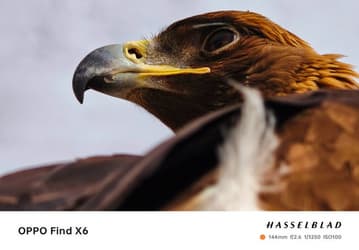 Для отличных фото необязательно покупать Oppo Find X6 Pro? Даже Oppo Find X6 снимает очень хорошо, если верить опубликованным снимкам