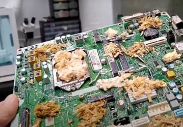 В Великобритании показали материнскую плату на основе грибов