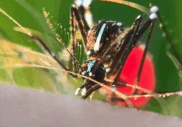 Возможности Huawei Mate 60 Pro+ показали при съёмке комара за работой