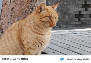 Так снимает «Орлиный глаз» Honor Magic6 Pro. Опубликованы примеры фото, сделанные камерой нового флагмана