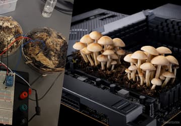 Когда DDR5 дорожает, в ход идут грибы: эксперимент учёных показал, что грибы могут работать как ОЗУ