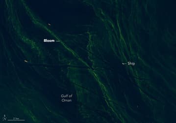 Спутники NASA зафиксировали масштабное цветение фитопланктона в Оманском заливе