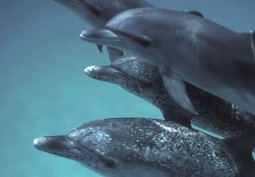 Модель DolphinGemma на базе Google Gemini — новый инструмент в изучении сложной системы коммуникации дельфинов