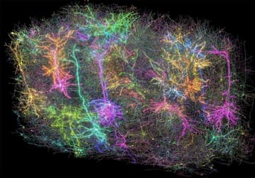 Проект MICrONS опубликовал самую детальную 3D-карту мозга мыши: 4 км нейронных путей, 82 000 нейронов и 500 млн связей в кубическом миллиметре ткани