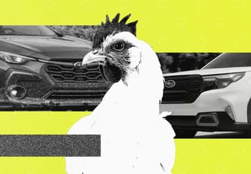 3% владельцев Subaru ездят в машинах с курами